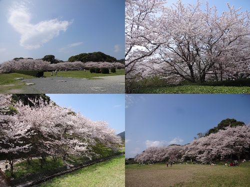 太宰府政庁跡の桜